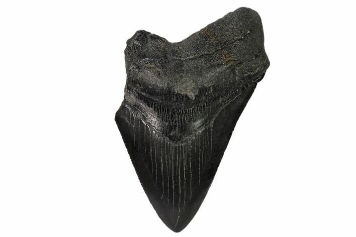 Partial Megalodon Tooth - South Carolina #148718